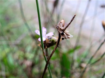Sprossende Felsennelke (Petrorhagia prolifera) bei Schrebergärten in Oftersheim