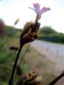 Sprossende Felsennelke (Petrorhagia prolifera) bei Schrebergärten in Oftersheim