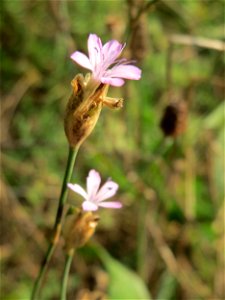 Sprossende Felsennelke (Petrorhagia prolifera) bei Schrebergärten nahe dem „Wingertsbuckel“ bei Oftersheim