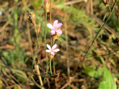 Sprossende Felsennelke (Petrorhagia prolifera) bei Schrebergärten nahe dem „Wingertsbuckel“ bei Oftersheim