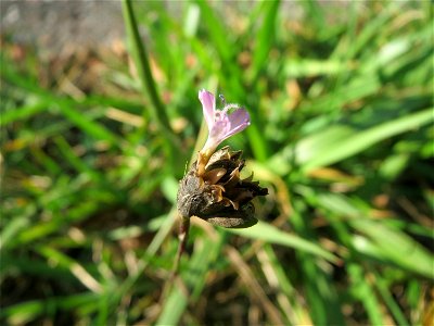 Sprossende Felsennelke (Petrorhagia prolifera) an einem Randstreifen der B36 bei Hockenheim