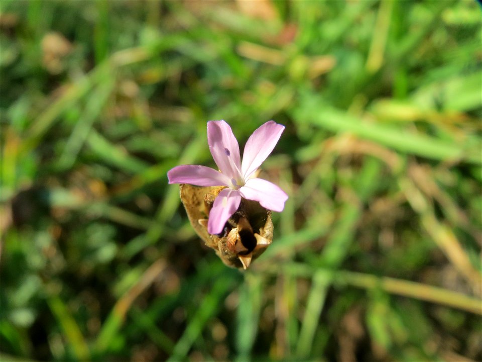 Sprossende Felsennelke (Petrorhagia prolifera) an einem Randstreifen der B36 bei Hockenheim
