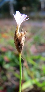 Sprossende Felsennelke (Petrorhagia prolifera) an einem Extremstandort auf trockener Sandfläche in der Schwetzinger Hardt