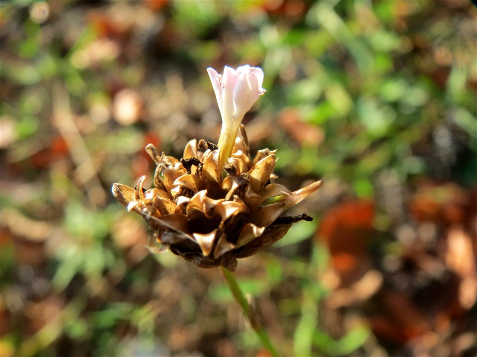 Sprossende Felsennelke (Petrorhagia prolifera) an einem Extremstandort auf trockener Sandfläche in der Schwetzinger Hardt