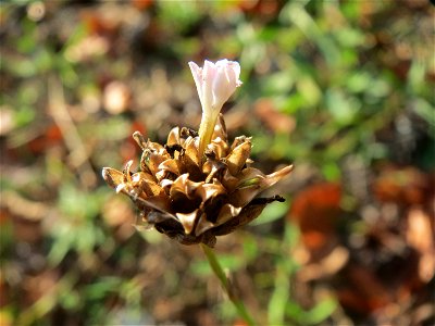 Sprossende Felsennelke (Petrorhagia prolifera) an einem Extremstandort auf trockener Sandfläche in der Schwetzinger Hardt