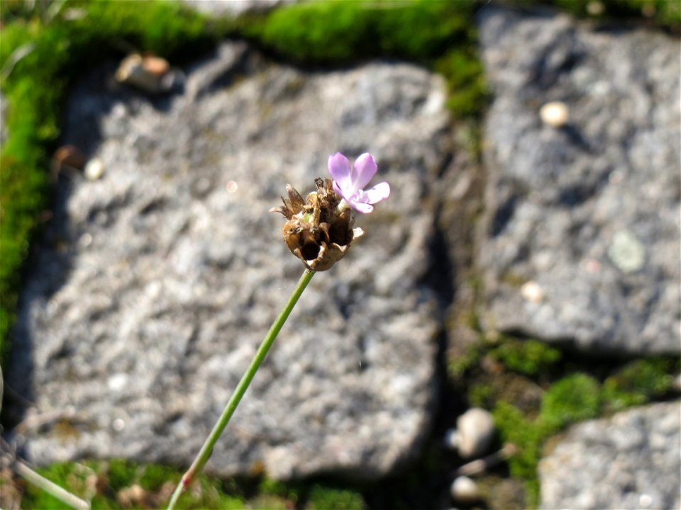 Ritzenbotanik: Sprossende Felsennelke (Petrorhagia prolifera) auf Kopfsteinpflaster an der A 620 in Alt-Saarbrücken