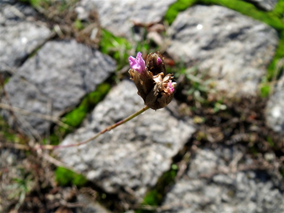 Ritzenbotanik: Sprossende Felsennelke (Petrorhagia prolifera) auf Kopfsteinpflaster an der A 620 in Alt-Saarbrücken