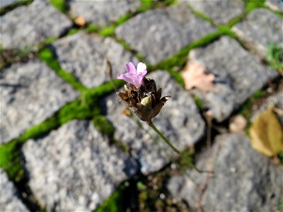 Ritzenbotanik: Sprossende Felsennelke (Petrorhagia prolifera) auf Kopfsteinpflaster an der A 620 in Alt-Saarbrücken