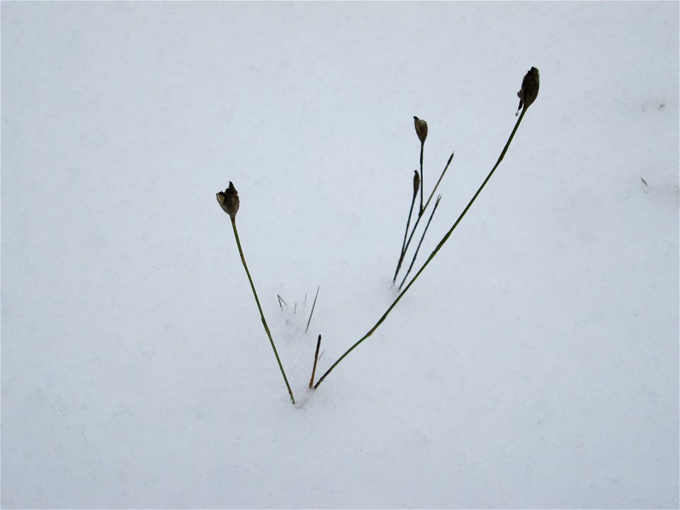 Sprossende Felsennelke (Petrorhagia prolifera) an der A620 in Alt-Saarbrücken bei Neuschnee am 10. Dezember 2017