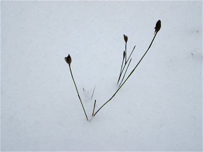Sprossende Felsennelke (Petrorhagia prolifera) an der A620 in Alt-Saarbrücken bei Neuschnee am 10. Dezember 2017