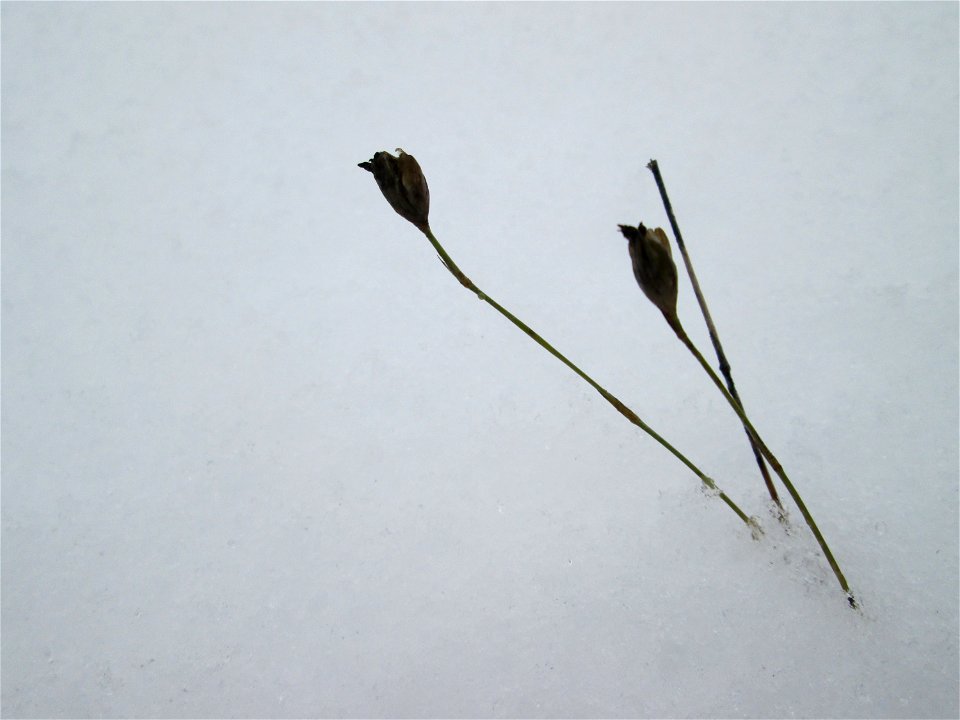 Sprossende Felsennelke (Petrorhagia prolifera) an der A620 in Alt-Saarbrücken bei Neuschnee am 10. Dezember 2017