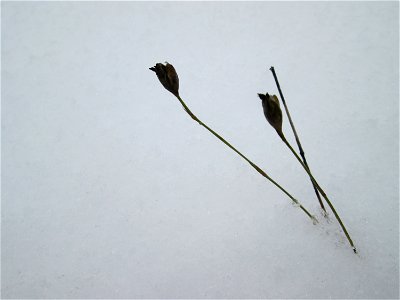 Sprossende Felsennelke (Petrorhagia prolifera) an der A620 in Alt-Saarbrücken bei Neuschnee am 10. Dezember 2017