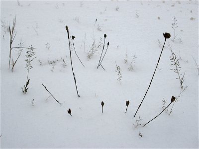 Sprossende Felsennelke (Petrorhagia prolifera) an der A620 in Alt-Saarbrücken bei Neuschnee am 10. Dezember 2017