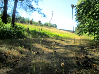 Sprossende Felsennelke (Petrorhagia prolifera) an der Böschung der A6 in der Schwetzinger Hardt - an diesem Abschnitt bietet der Autobahnrand eine binnendünenartige Situation