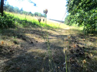 Sprossende Felsennelke (Petrorhagia prolifera) an der Böschung der A6 in der Schwetzinger Hardt - an diesem Abschnitt bietet der Autobahnrand eine binnendünenartige Situation