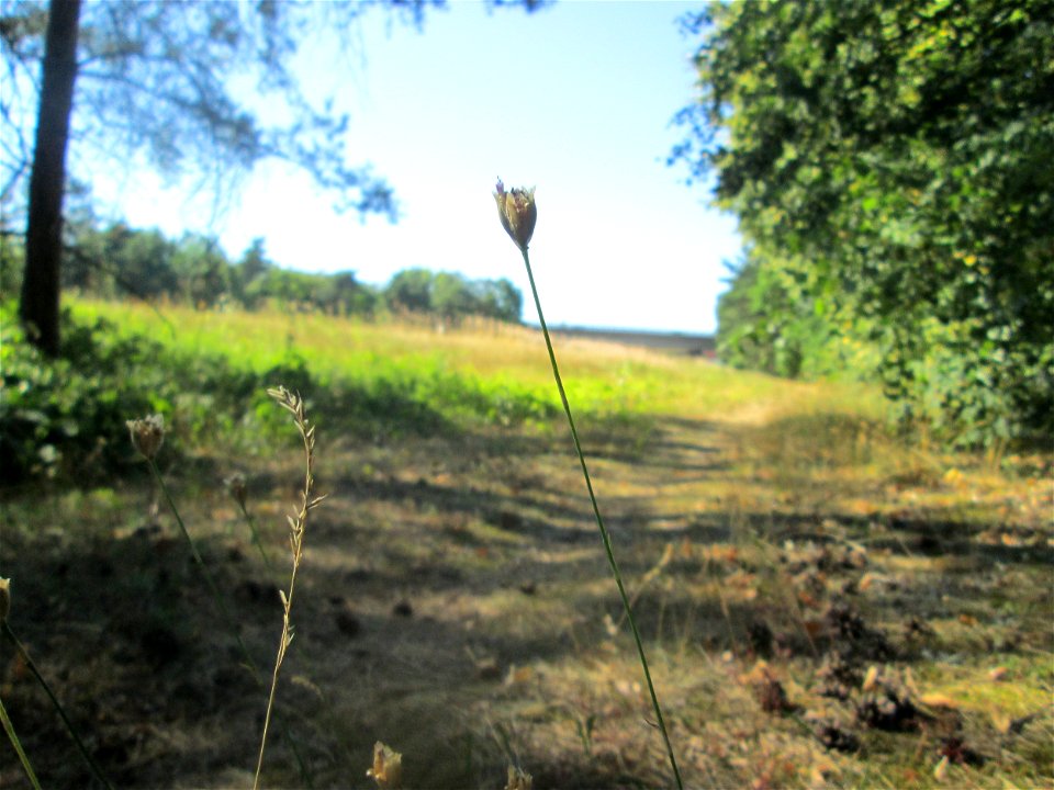 Sprossende Felsennelke (Petrorhagia prolifera) an der Böschung der A6 in der Schwetzinger Hardt - an diesem Abschnitt bietet der Autobahnrand eine binnendünenartige Situation