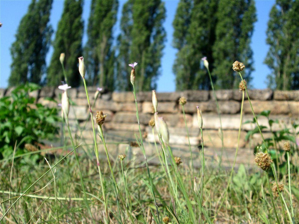 Sprossende Felsennelke (Petrorhagia prolifera) im Bürgerpark Saarbrücken