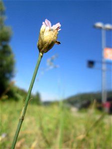 Sprossende Felsennelke (Petrorhagia prolifera) am Bahnhof Brebch in Saarbrücken photo