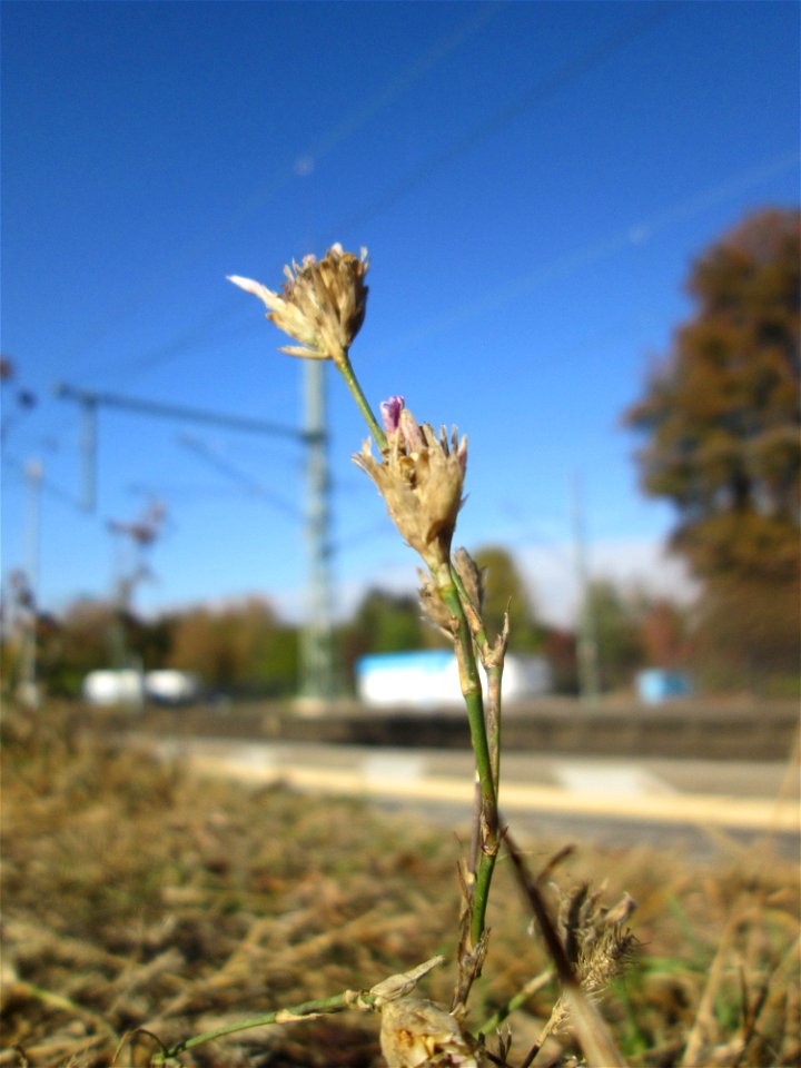 Sprossende Felsennelke (Petrorhagia prolifera) am Bahnhof Landstuhl
