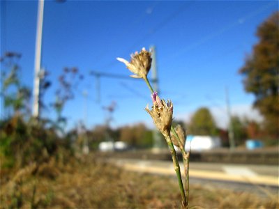 Sprossende Felsennelke (Petrorhagia prolifera) am Bahnhof Landstuhl