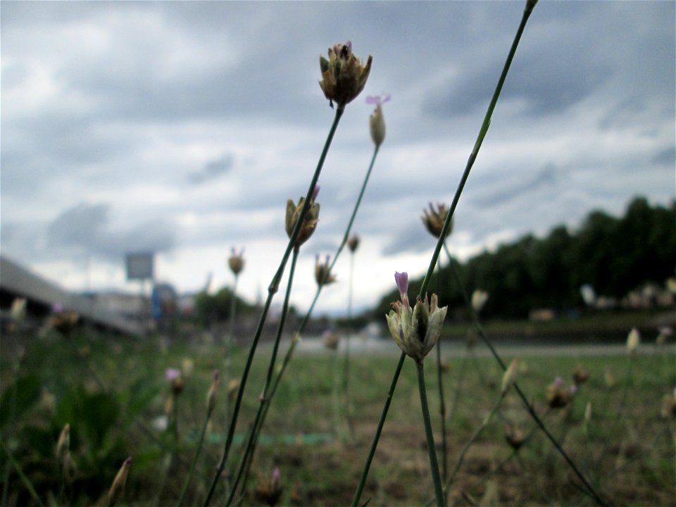 Sprossende Felsennelke (Petrorhagia prolifera) an der A620 in Alt-Saarbrücken