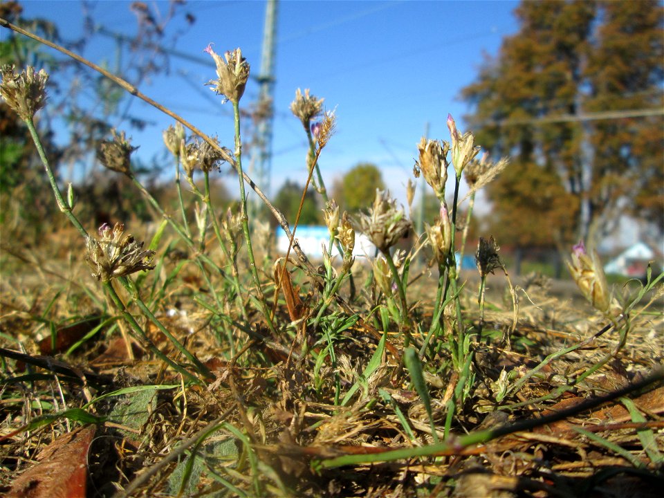 Sprossende Felsennelke (Petrorhagia prolifera) am Bahnhof Landstuhl