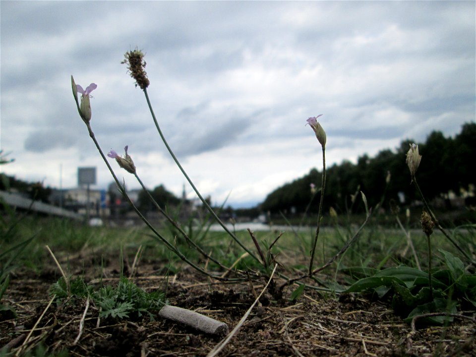Sprossende Felsennelke (Petrorhagia prolifera) an der A620 in Alt-Saarbrücken