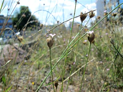 Sprossende Felsennelke (Petrorhagia prolifera) in Saarbrücken