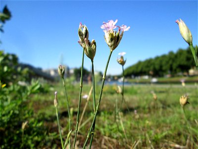 Sprossende Felsennelke (Petrorhagia prolifera) an der A620 in Alt-Saarbrücken