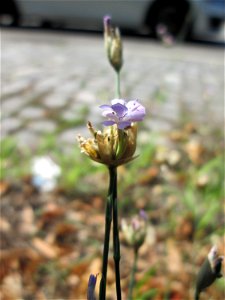 Sprossende Felsennelke (Petrorhagia prolifera) an der A620 in Alt-Saarbrücken