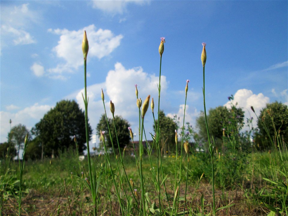Sprossende Felsennelke (Petrorhagia prolifera) auf einer Wiese oberhalb vom Osthafen Saarbrücken