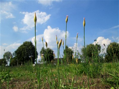 Sprossende Felsennelke (Petrorhagia prolifera) auf einer Wiese oberhalb vom Osthafen Saarbrücken