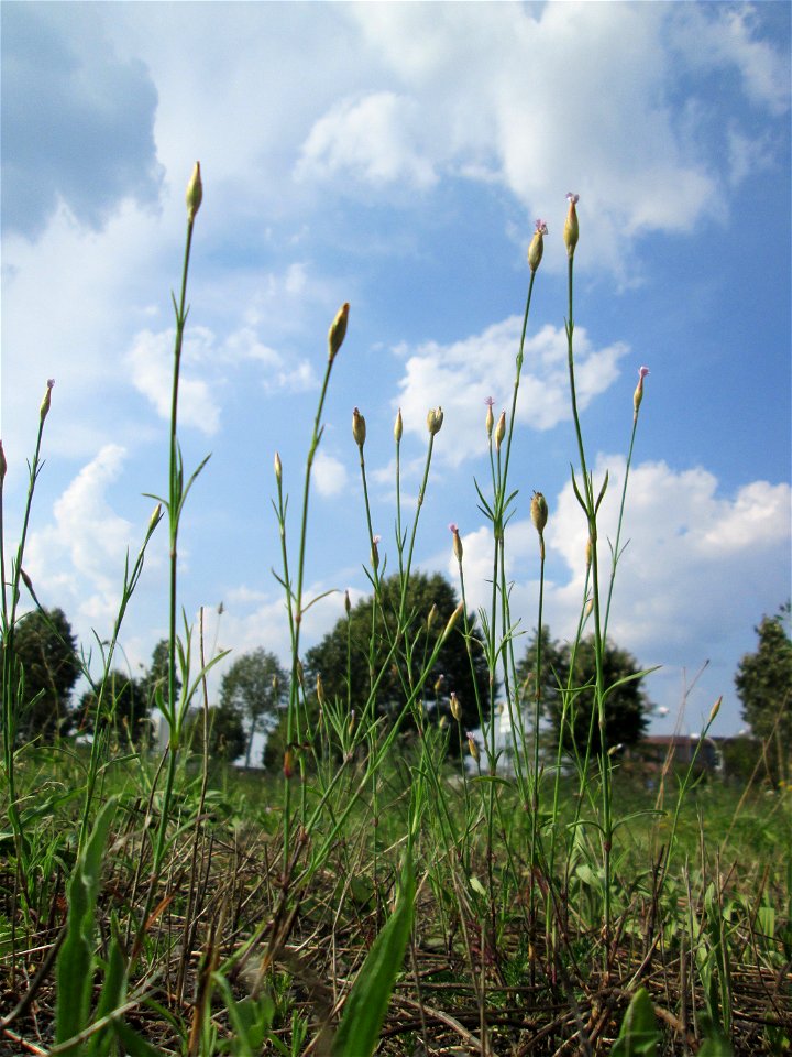 Sprossende Felsennelke (Petrorhagia prolifera) auf einer Wiese oberhalb vom Osthafen Saarbrücken