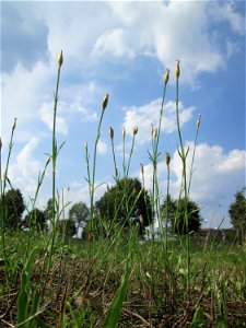 Sprossende Felsennelke (Petrorhagia prolifera) auf einer Wiese oberhalb vom Osthafen Saarbrücken