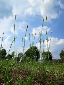 Sprossende Felsennelke (Petrorhagia prolifera) auf einer Wiese oberhalb vom Osthafen Saarbrücken photo