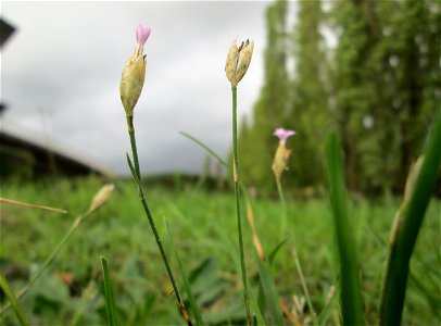 Sprossende Felsennelke (Petrorhagia prolifera) im Bürgerpark Saarbrücken