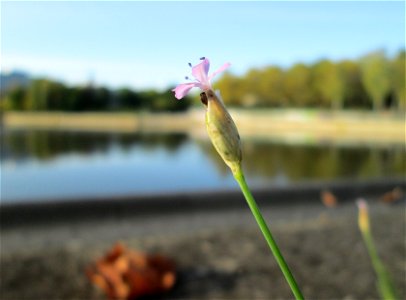 Sprossende Felsennelke (Petrorhagia prolifera) an der Saar in Saarbrücken