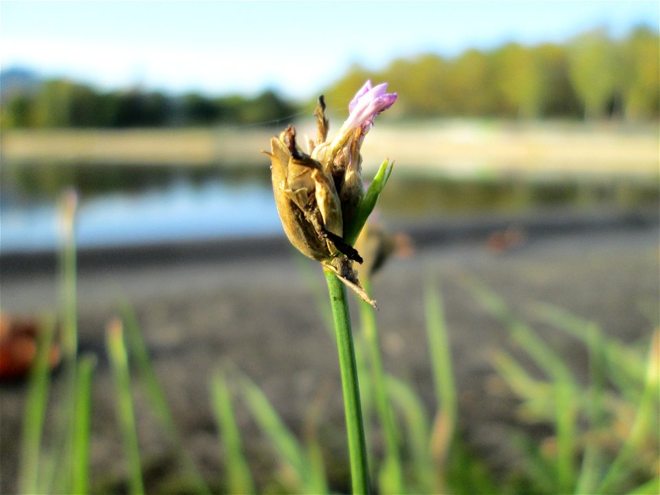 Sprossende Felsennelke (Petrorhagia prolifera) an der Saar in Saarbrücken
