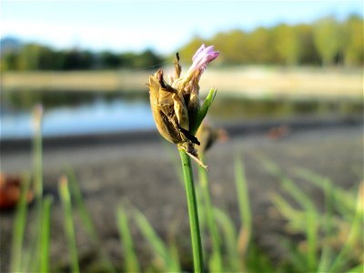 Sprossende Felsennelke (Petrorhagia prolifera) an der Saar in Saarbrücken