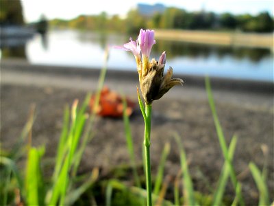 Sprossende Felsennelke (Petrorhagia prolifera) an der Saar in Saarbrücken
