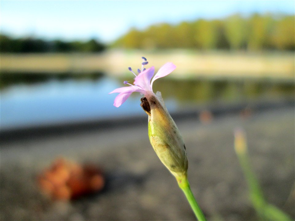 Sprossende Felsennelke (Petrorhagia prolifera) an der Saar in Saarbrücken