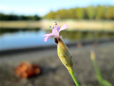 Sprossende Felsennelke (Petrorhagia prolifera) an der Saar in Saarbrücken