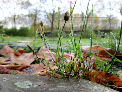 Sprossende Felsennelke (Petrorhagia prolifera) im Bürgerpark Saarbrücken