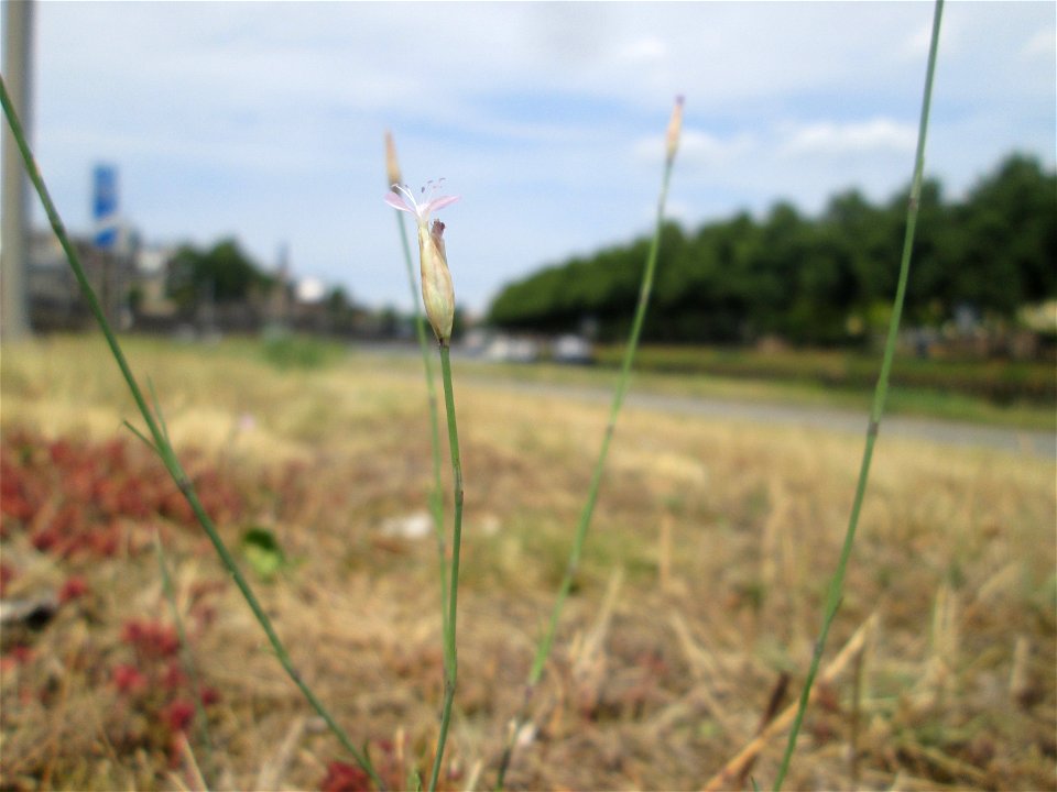 Sprossende Felsennelke (Petrorhagia prolifera) an der A620 in Alt-Saarbrücken