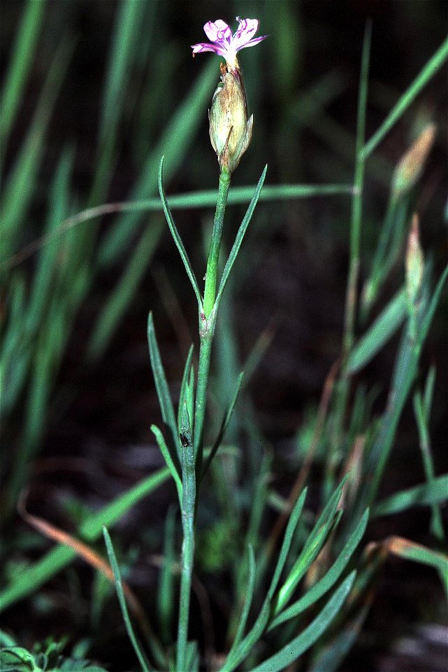 Petrorhagia prolifera eF