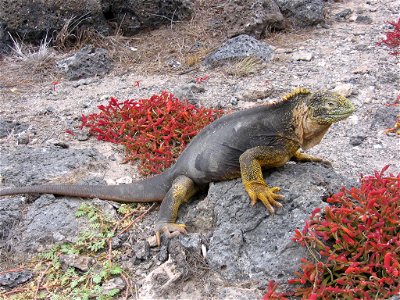 An Iguana at Galápagos. photo