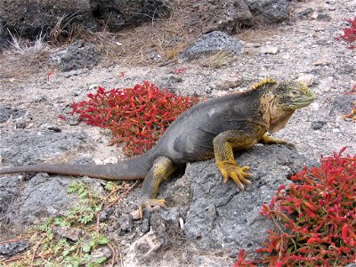An Iguana at Galápagos.