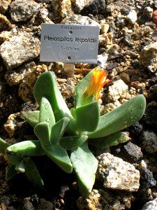 Pleiospilos leipoldtii in the Botanischer Garten der Universität Würzburg, Würzburg, Germany. photo