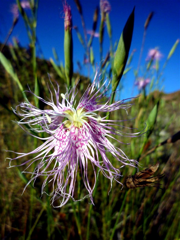 Dianthus broteri en el Parque Natural de la Sierra de la Muela (Cartagena, España).