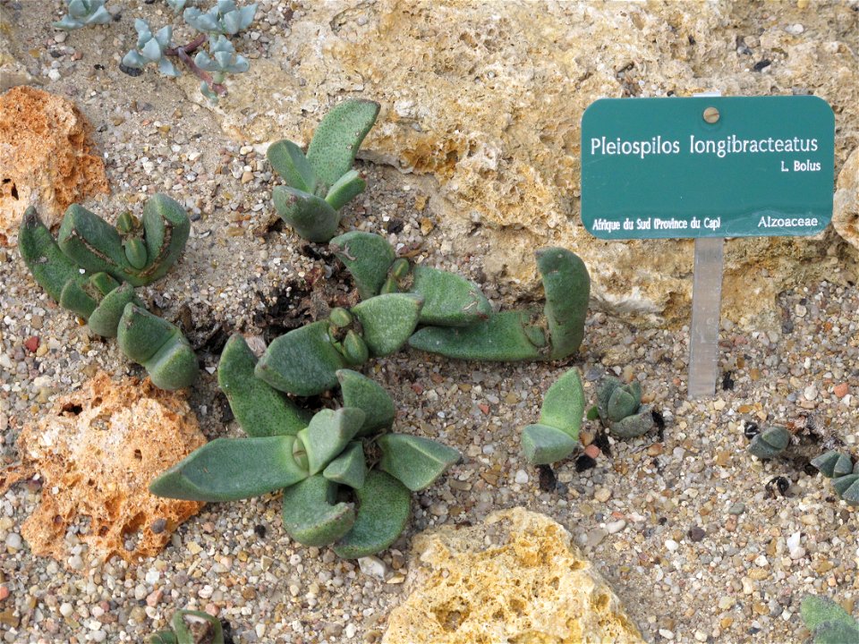 Pleiospilos longibracteus in a greenhouse of the Jardin des Plantes in Paris.